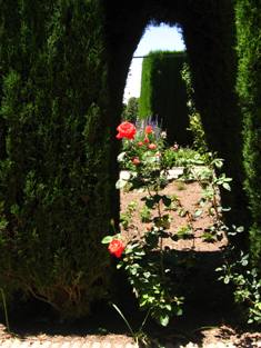 Stroll along the garden with roses - Generalife Granada
