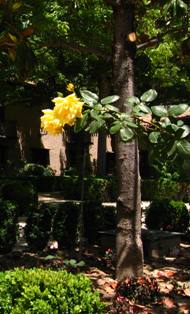Roses in Alhambra gardens