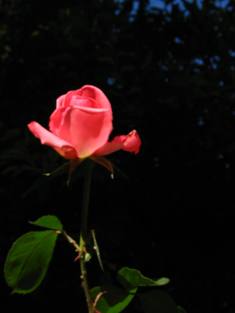 Freshness of Roses in Generalife gardens