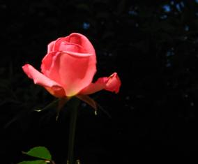 Roses in in Generalife gardens