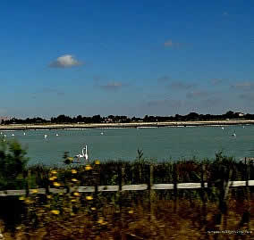 Flamingos close to the Poetto beach - Cagliari Sardinia