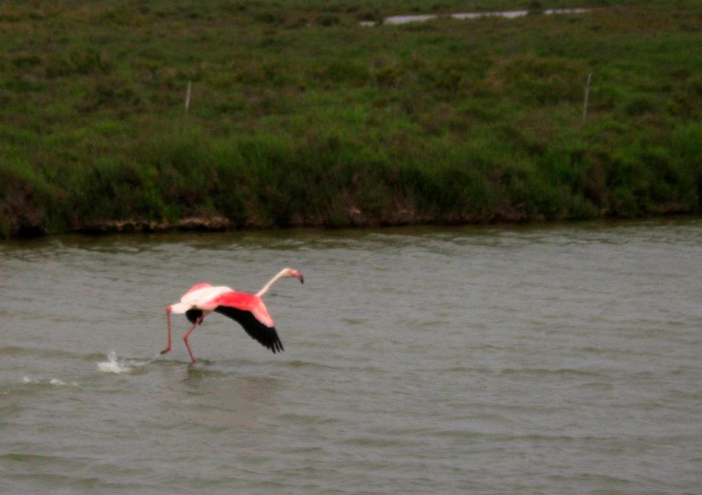 Camargue is with one or two region in Spain the only place in Europe where flamingos nest - France 