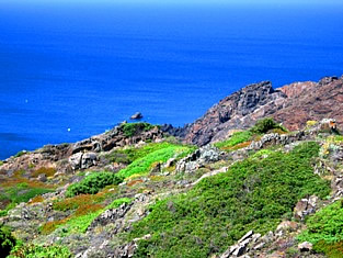 Vegetation of Cap de Creus 