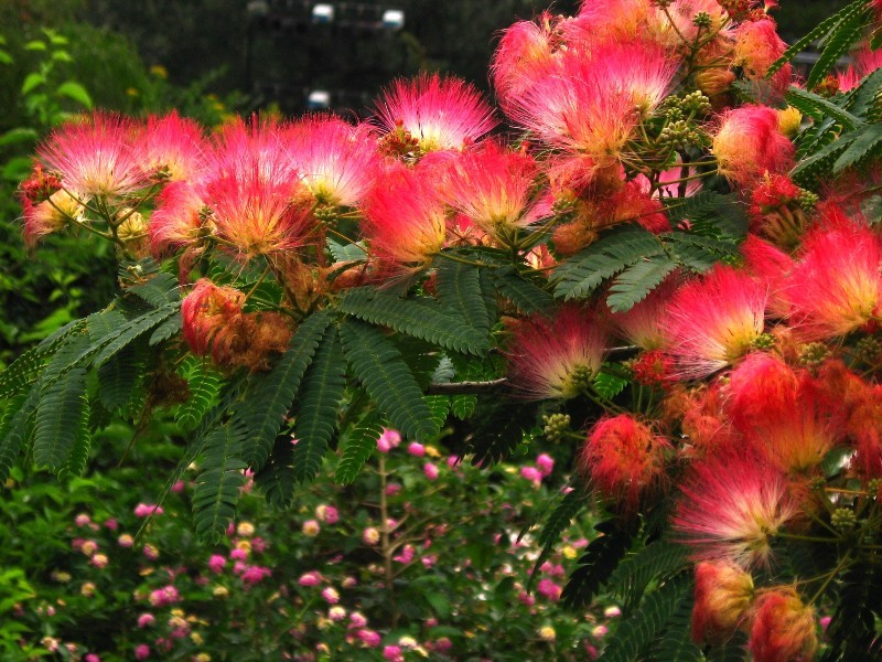 The Gibraltar Botanic Gardens Alameda has a range of plants which flower throughout the year