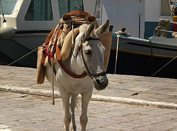 Donkey Taxi on the streets of Hydra town - Greece
