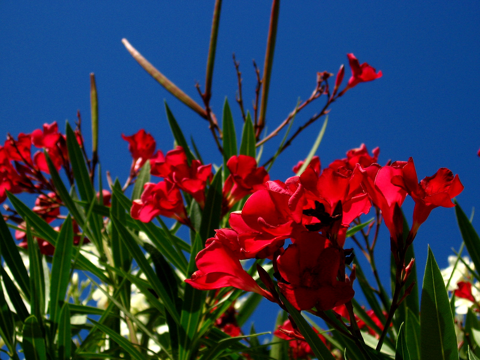 The flowers of blooming Oleanders in the area around Pylos Greece 