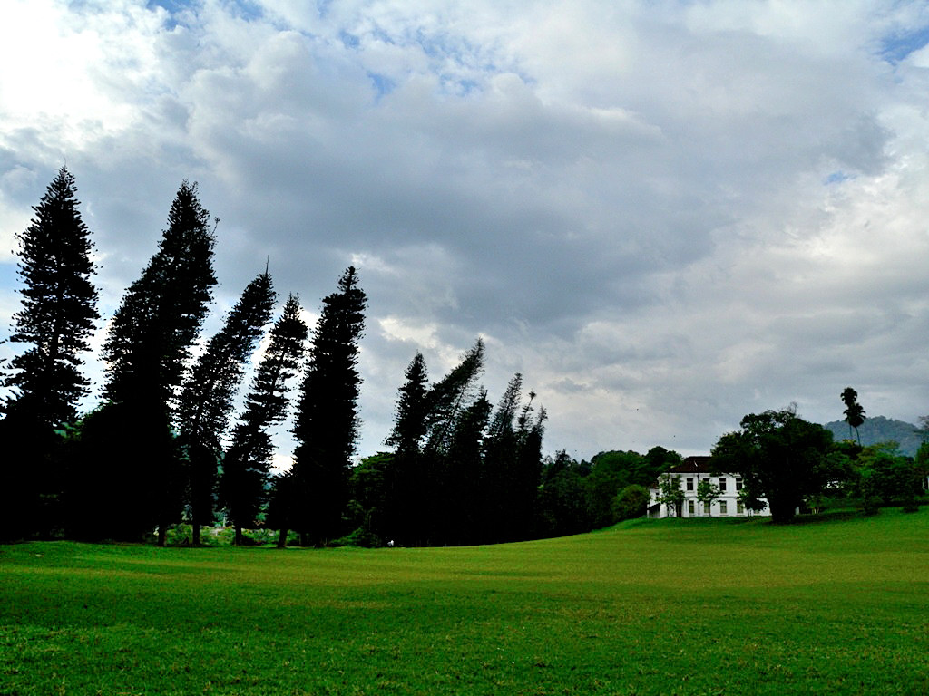 An amazing avenue of drunken looking pines and other magnificent old specimens trees at entrance to Peradeniya botanical gardens - Sri Lanka 