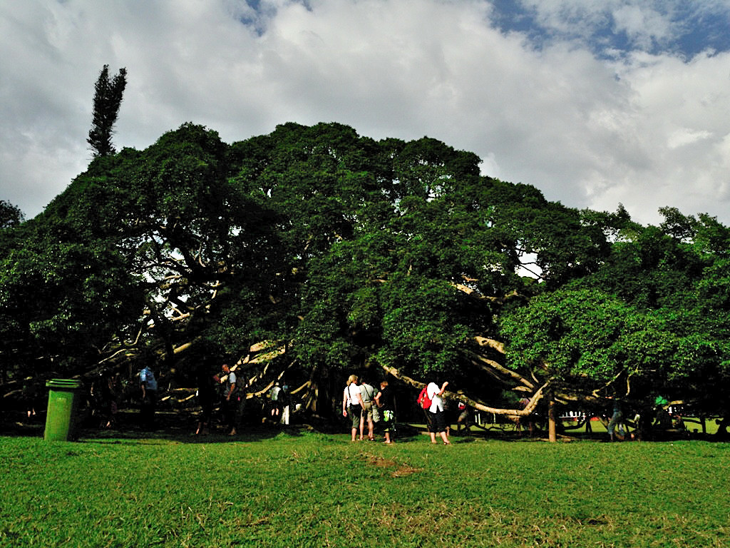 A huge Javan fig tree covering 1600 sq. meters of Peradeniya Royal Botanic Gardens - Sri Lanka 