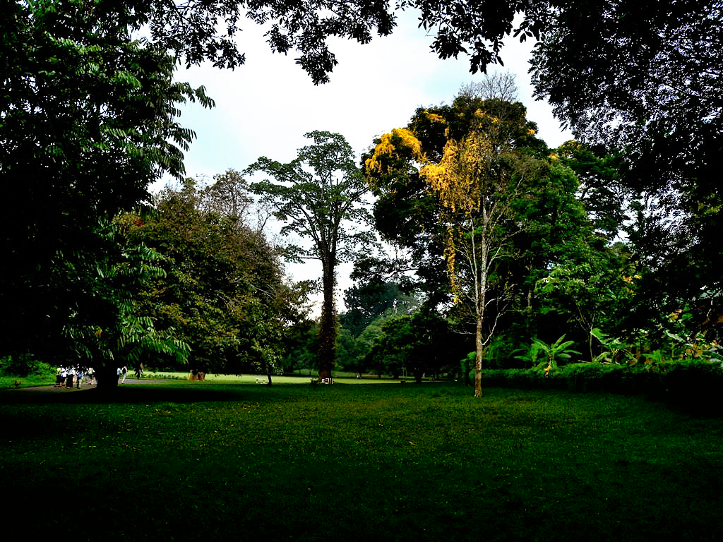 The Great Circle is a place in the Peradeniya garden which is full of memories of the visitors.There are some trees planted by the famous politicians, great scientists, and many famous people - Kandy, Sri Lanka 