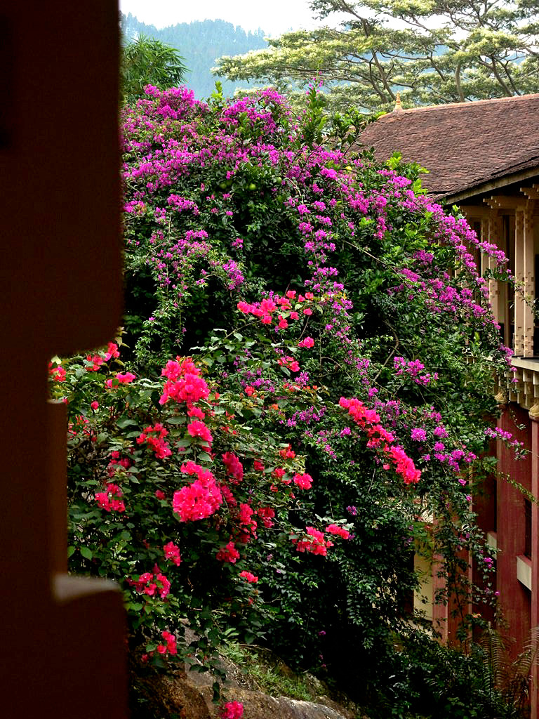 Amaya Hills hotel is located in the middle of the park with flowers and greenery- Kandy, Sri Lanka 