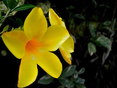 Todays varieties of orchids in  Peradeniya Botanical garden  Kandy - Sri Lanka