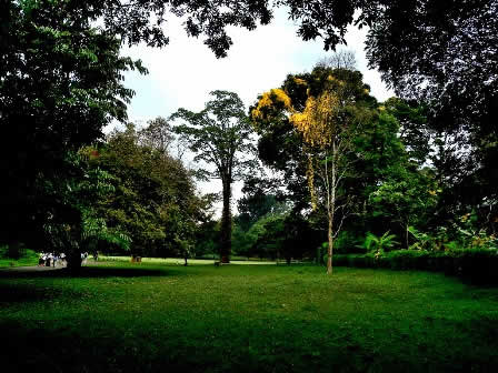 Memories Trees in Botanical garden  Kandy - Sri Lanka