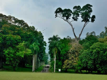 Palm avenue in Botanical garden  Kandy - Sri Lanka
