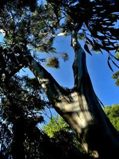 Laconi park Aymerich trees species - Sardinia 