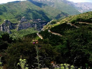 Winding road to Lousios gorge - Greece