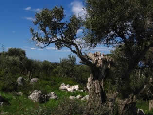 Olive groves around village of Lun - Pag island