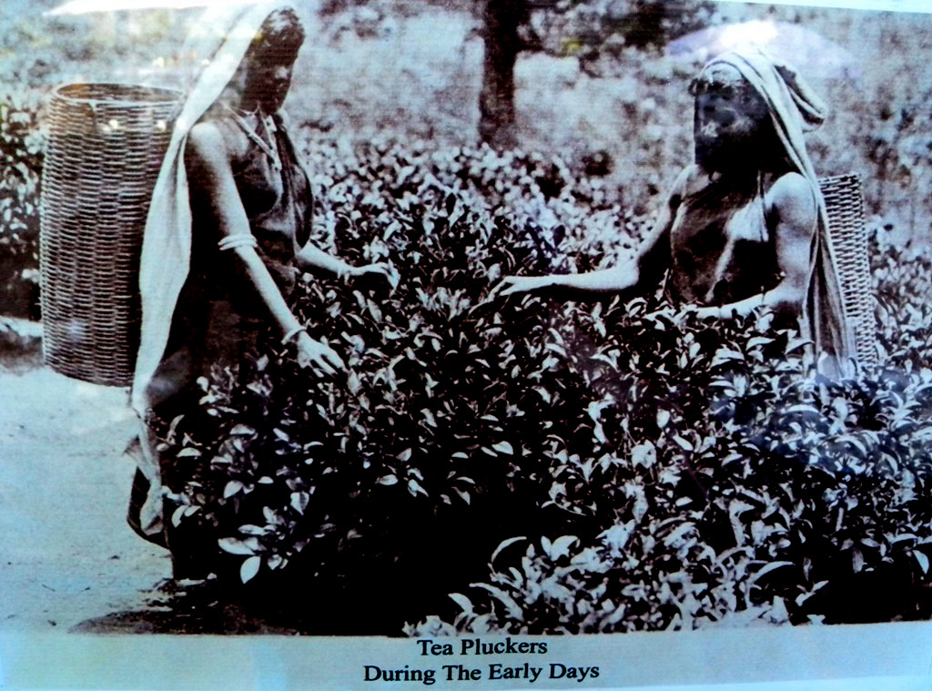 Nuwara Eliya tea pickers from old time - Sri Lanka