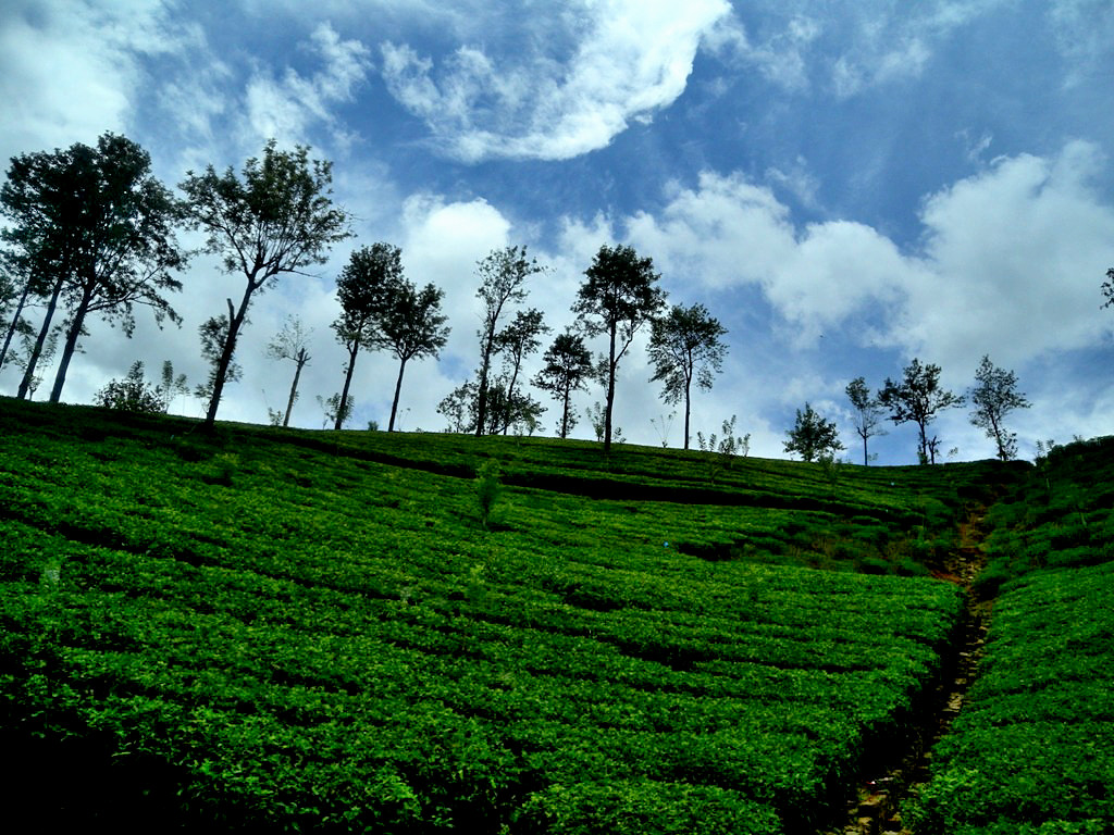 Nuwara Eliya tea plantation all around - Sri Lanka 