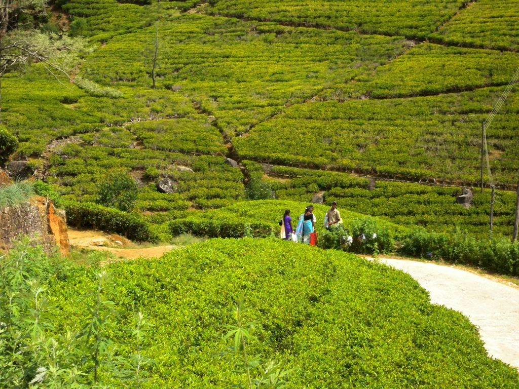 Endless tea plantatiton of Nuwara Eliya - Sri Lanka 