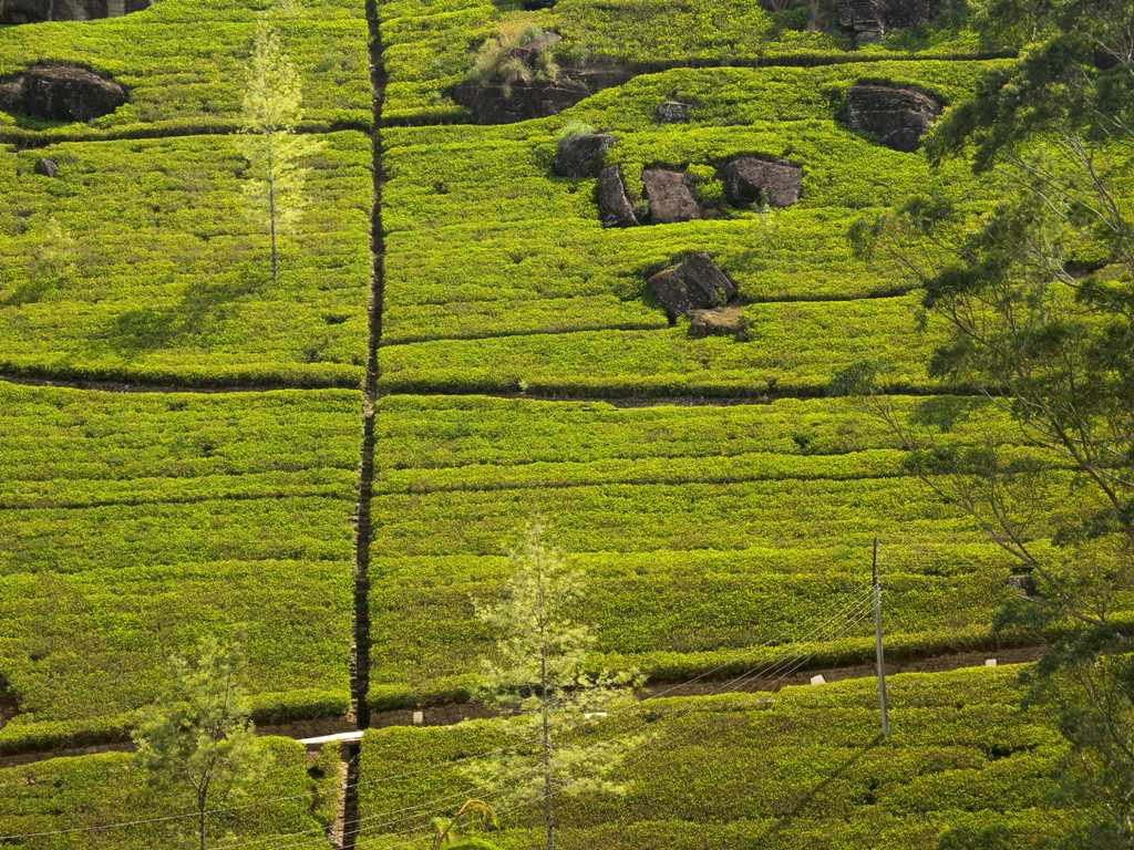 Tea plantatiton hills of Nuwara Eliya - Sri Lanka 
