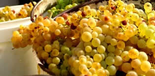 Vine grapes from Kolan Pag island Croatia