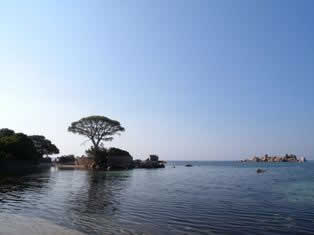 Palomaggia beach and pines trees