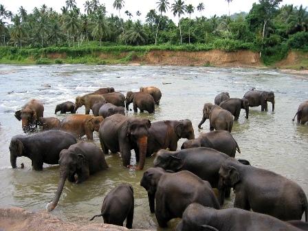 Pinnawala - bathing elephants in the river
