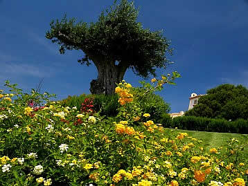 Gardens of Porto Cervo - Sardinia