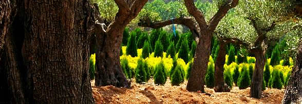Olive trees Pubol Spain