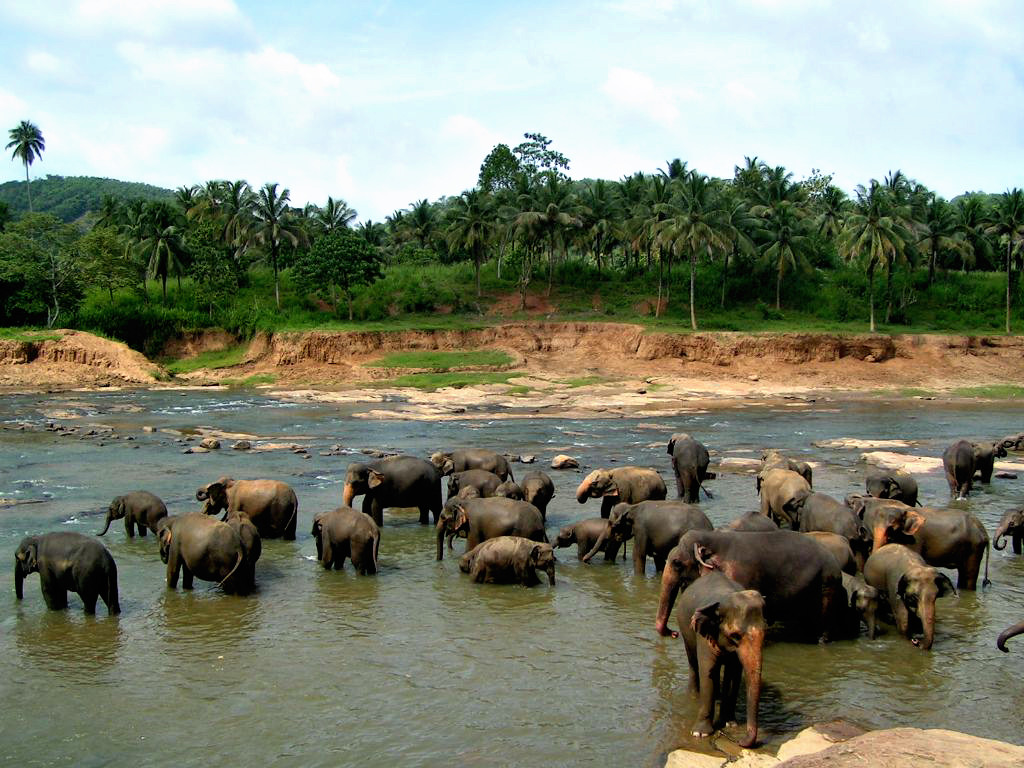 Pinnawala Elephant Orphanage is an orphanage, nursery and captive breeding ground for wild Asian elephants - Sri Lanka 