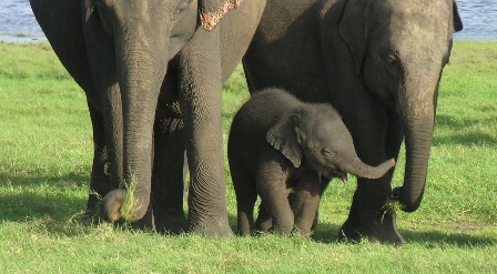 Elephant in Sri Lanka