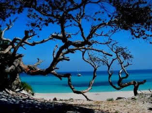 Saleccia beach - St Florent gulf Corsica