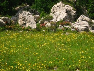 Springtime on Trogkofel