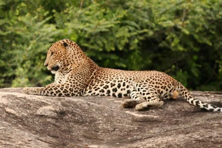Leopard in Yala national Park 