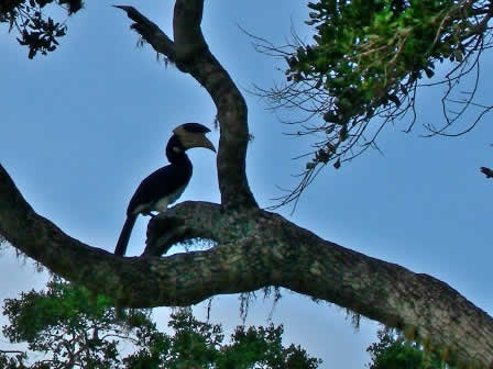 Toucan bird Yala national Park