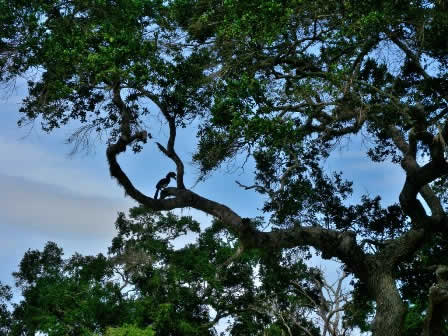 Toucan bird in Yala national Park