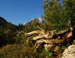Picturesque landscape of Zelenci - Kranjska Gora