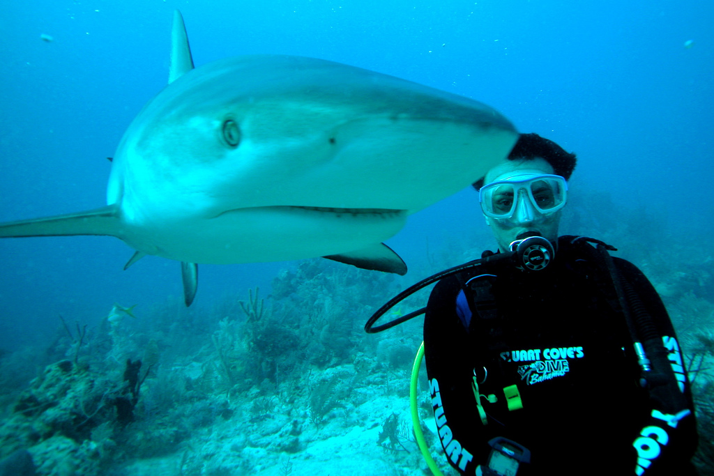 A close encounter with a shark- scuba diving Bahamas 