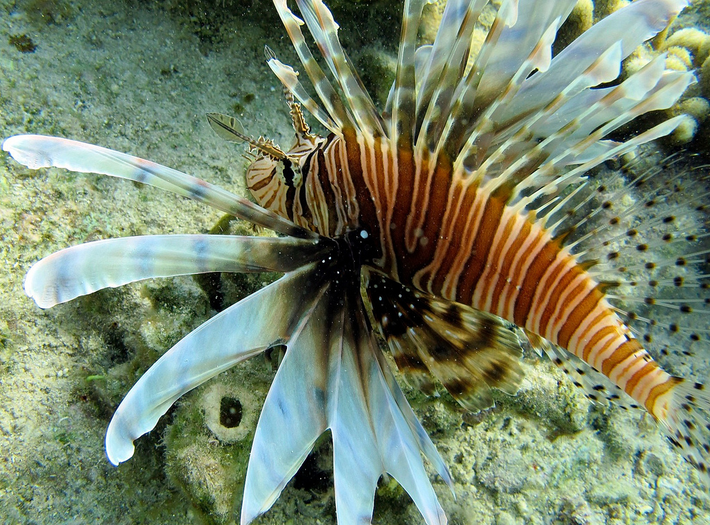 Underwater picture of lion fish at snorkeling in Bahamas