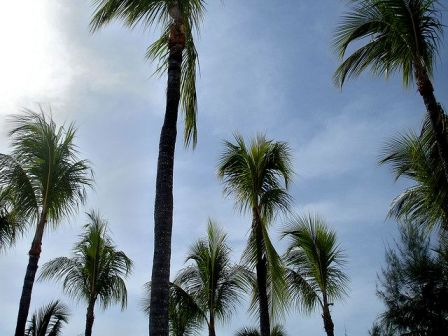 Bahamas vacation - under palms