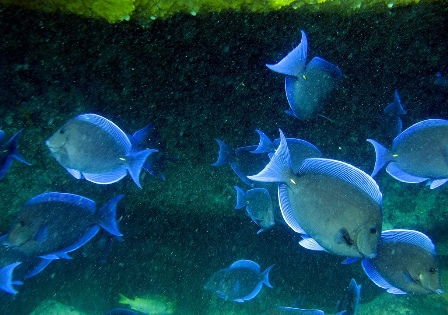 scuba diving bahamas - explore underwater blue tangs fishes