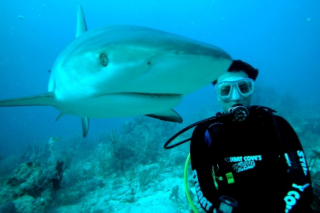 Scuba diving with shark - Bahamas 