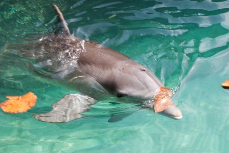 Visit dolphin encounters in Freeport Bahamas