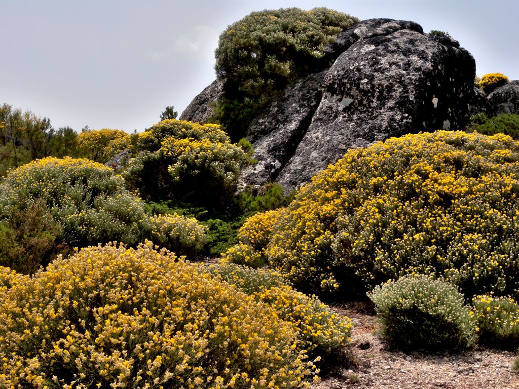 The vegetation of the Serra da Estrela reveals the presence of 5 or 6 altitudinal variants - Portugal