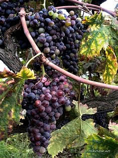 The wine named Plavac mali make from red sorts of vine grape