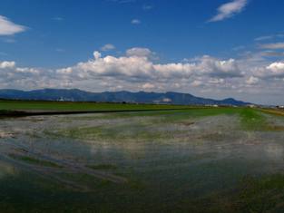 Albufera wetland and rice fields  - Valencia, Spain