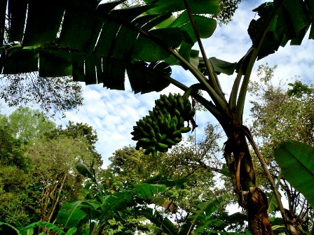 Bananas in Amaya Lake park - Sri Lanka