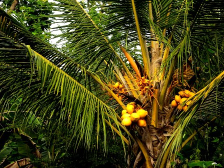 Coconut in Amaya Lake park - Sri Lanka