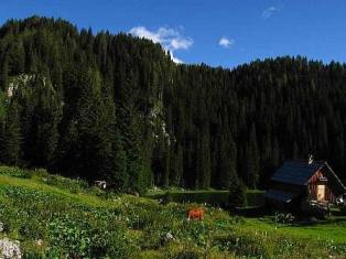 Alpine meadow of Blato - Julian Alps in springtime - Slovenia