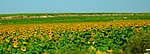 Rural surrounding of Cadiz